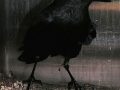 DSCN3206
