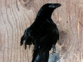 DSCN3259