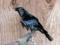 DSCN3260