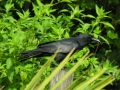 DSCN3556