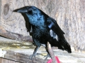 DSCN5679