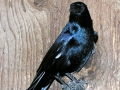 DSCN6024