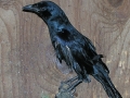 DSCN6769