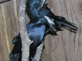 DSCN6770
