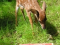 DSCN8267