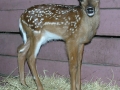 DSCN8621