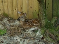 Little_Fawn