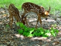 fawns