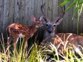 01_pic_White_Tailed__Deer