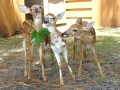 1st.White_Tailed_Deer_picture