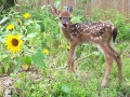 DEER_Sunflower