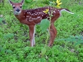 DSC00062