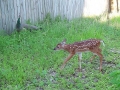 DSC00066