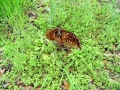 DSC00134