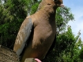 01_Dove_Mourning