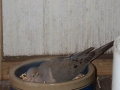 DCP_6211