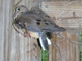 DSCN0894