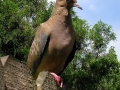 DSCN0916