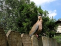 DSCN0920