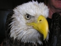 11-25-08_Eagle