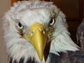 1st_Bald_Eagle_picture