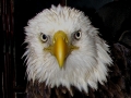 Eagle_11-1-08