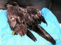 Eagle_11-11-08