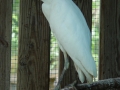 01_White_Egret