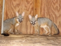 6-17-09_Gray_Fox