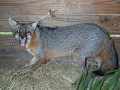 Big_Gray_Fox
