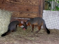 DSCN0901