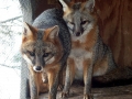 Mr.&Mrs._Fox