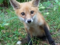 01_st.Red_Fox_Ruffus