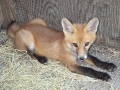 Red_Fox