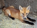 Red_Fox_01
