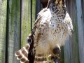 01_pic_Cooper's_Hawk
