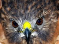 01_Red_Shoulder_Hawk_9-22-08
