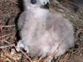 Bay_Red-Tailed_Hawk