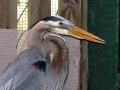 01_st_Great_Blue_Heron_2-9-09