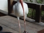 Ibis White