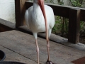 1st._White_Ibis_picture