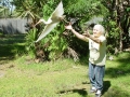 Alice_releases_Ibis