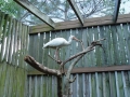 Ibis