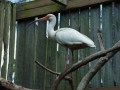 Ibis3