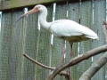 Ibis_2