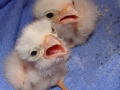 2_Baby_Kestrels_DSC01890