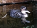 01_st_Loon_Photo