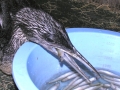 DSCN2724