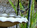 01_Mockingbird_084