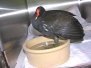 Moorhen Common
